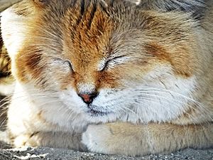 Sleeping Sand Cat, Living Desert 3-15 (16557542667)