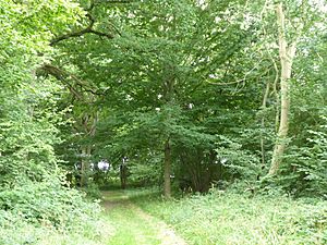 Thorpe Wood, Suffolk 11.jpg