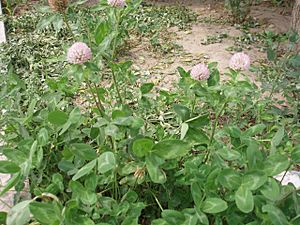 TrifoliumPratense2