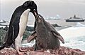 Antarctic adelie penguins (js) 21