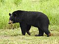 Asian Black Bear Ursus thibetanus by Dr. Raju Kasambe 04