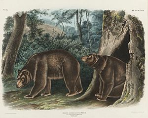Cinnamon bear by J T Bowen after John James Audubon