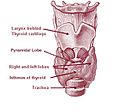 Illu08 thyroid