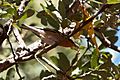Olive Warbler (male) Upper Miller Canyon Sierra Vista AZ 2018-11-03 10-17-14 (30826606097)