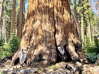 Washington Sequoia Tree in Sequoia National Park (close up) July 2023