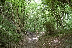 Bridleway going NW from the Dorsetshire Gap - geograph.org.uk - 1460038