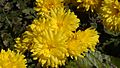 Chrysanthemum flowers yellow