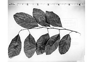 Chrysophyllum oliviforme leaves