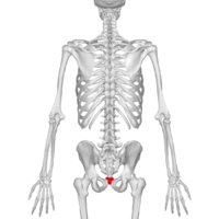 Coccyx - posterior view05.png