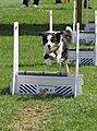 Dog in competition