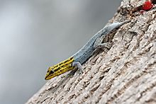 Dwarf Yellow-headed gecko edit