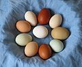 Eier verschiedener Hühnerrassen