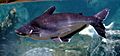 Iridescent Shark Catfish