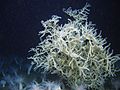 Leiopathes glaberrima black coral
