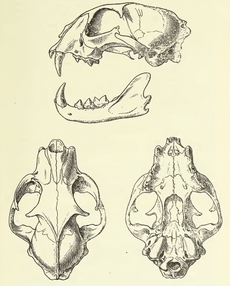 MSU V2P2 - Felis lynx skull