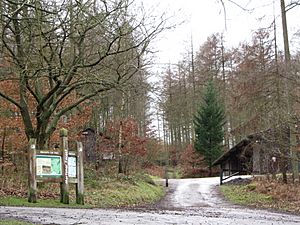 Mortimer Forest, Whitcliffe - January 2012 - panoramio