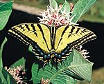 Papilio multicaudata.jpg