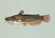 Yellow bullhead fish ameiurus natalis.jpg