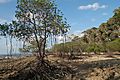 Andaman Islands, Neil, Mangrove trees