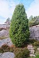 Einebusk Juniperus communis