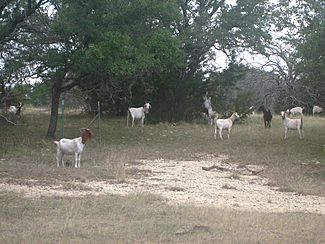 Goats IMG 0774