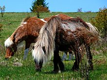 Grayson Highlands Ponies-27527-3