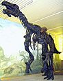 Iguanodon Skelett 2