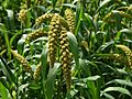 Japanese Foxtail millet 01