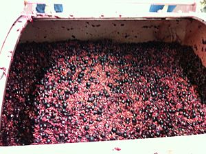 Mourvedre grapes in the press