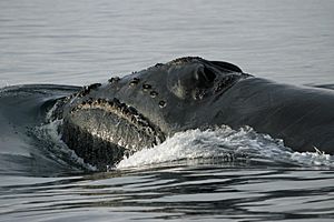 North Pacific right whale (Eubalaena japonica) - John Durban (NOAA)