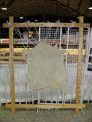 Parchment from goatskin