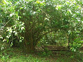 Photo of Ilex Guayusa tree