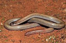 Pink-tailed Worm-lizard (Aprasia parapulchella) (9105308465)