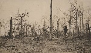 Shell-torn trees in Belleau Wood following the nearly month-long Battle of Belleau Wood