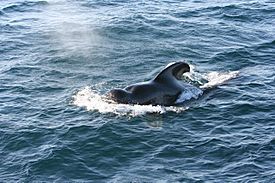 Short-finned Pilot Whale 1