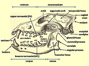 Wolf cranium labelled